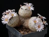 Thumbnail of 1488_Mammillaria sanchez-mejoradae_20160406(1).JPG